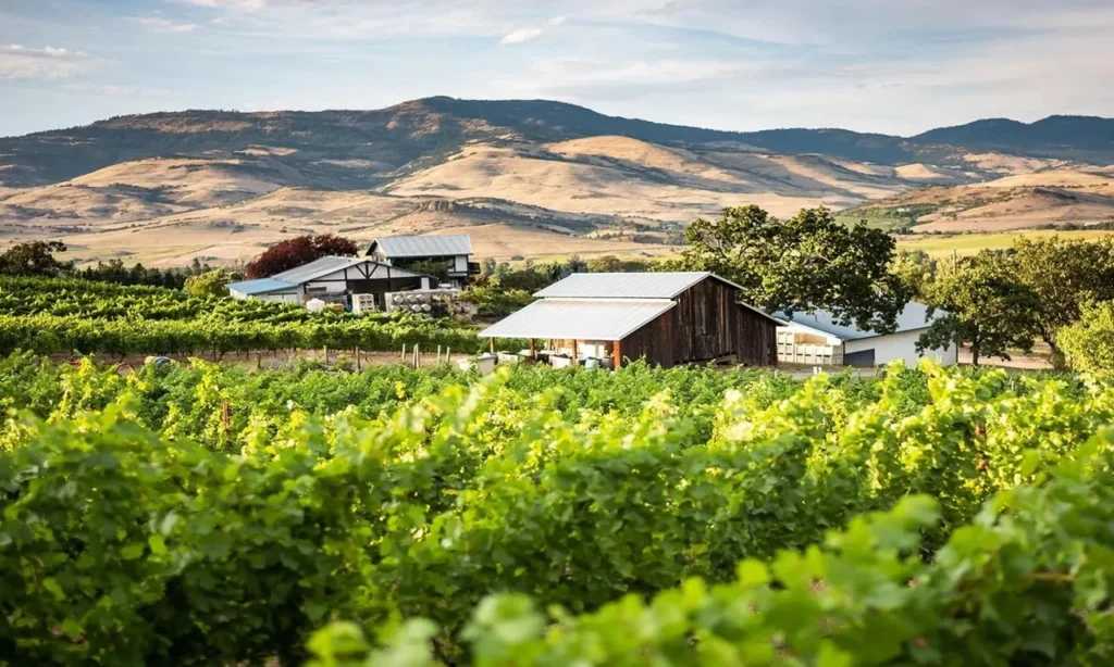 Vineyard insurance options protecting wineries, grape crops, equipment, buildings, and agricultural businesses from financial risks.