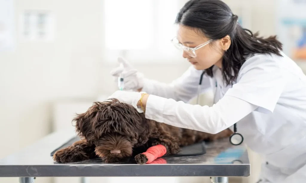 Affordable pet insurance options providing comprehensive veterinary coverage for healthy pets.