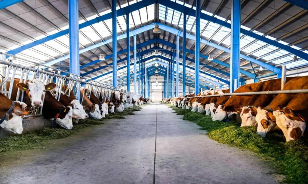 Livestock insurance coverage protecting cattle, horses, sheep, and valuable farm animals.