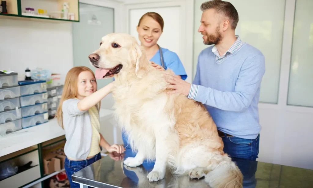 Lifetime pet insurance coverage protecting pets with comprehensive long-term veterinary healthcare benefits.